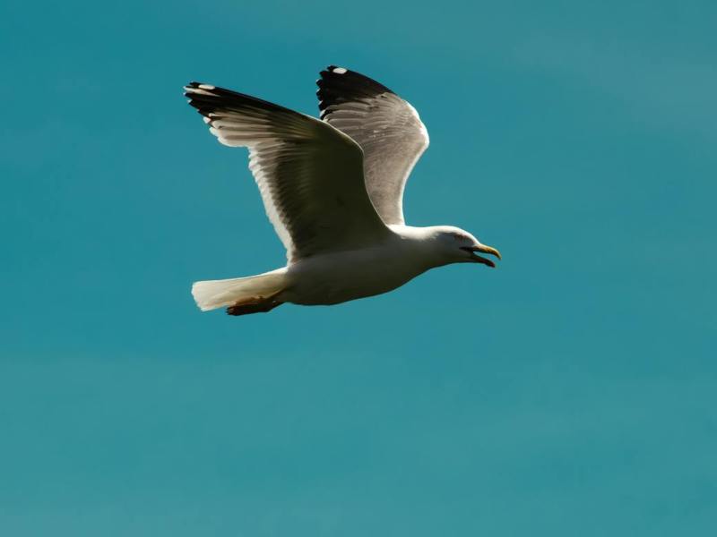 Feeling of freedom of&nbsp;choice